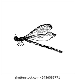 Vector drawing of dragonfly. Hand drawn linear illustration of flying insect in black and white colors. Vintage outline sketch for icon or logo painted by inks for greeting cards.