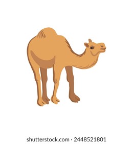 Vector dibujo dromedario camello, animal de dibujos animados aislado en el fondo blanco, ilustración dibujada a mano