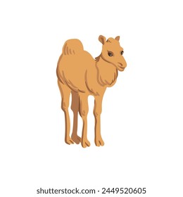 vector drawing dromedary camel, cartoon animal isolated at white background, hand drawn illustration