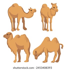 vector drawing dromedary and mongolian camels, cartoon animal isolated at white background, hand drawn illustration