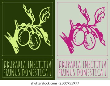 Vector drawing DRUPARIA INSITITIA . Hand drawn illustration. Latin name is PRUNUS DOMESTICA L.
