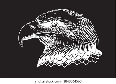 Vector drawing of eagle portrait, black background