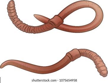 Earth Worm Vector Art, Icons, and Graphics for Free Download
