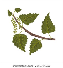 vector drawing eastern cottonwood, tree branch with green leaves and seeds, necklace poplar, Populus deltoides isolated at white background, hand drawn illustration