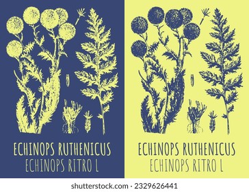 Vector drawing ECHINOPS RUTHENICUS. Hand drawn illustration. The Latin name is ECHINOPS RITRO L.
