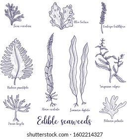 vector drawing edible seaweed , sea vegetables, seafoods, hand drawn illustration