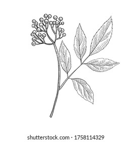 vector drawing elderberry, Sambucus nigra, hand drawn illustration of medicinal plant