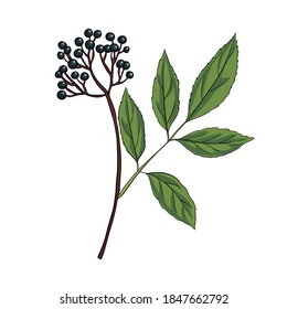 dibujo vectorial elderberry, Sambucus nigra, ilustración a mano de plantas medicinales