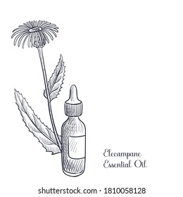 vector drawing elecampane essential oil, Inula helenium , hand drawn illustration