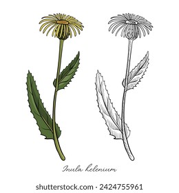 vector drawing elecampane flower, Inula helenium , hand drawn illustration