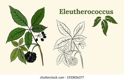 Vector drawing of Eleutherococcus. Eleutherococcus branch, eleutherococcus leaves and berries.  Isolated medical flower and leaves. Herbal engraved style illustration. Botanical plant illustration.