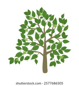 vector drawing elm tree with seeds and green leaves isolated at white background, hand drawn illustration