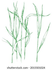 Vector drawing of Elytrigia, with leaves and spikelets of green color on a white background.hand-drawn in the sketch style field weed creeping grass isolated contour of green color on a white backdrop