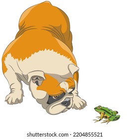 Vector drawing of an English bulldog and a green frog isolated on a white background.