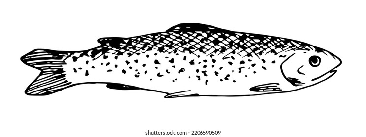 Vector drawing in engraving style. River trout, fishing. Seafood, nature. Sketch in ink.