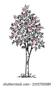 Vector Drawing In Engraving Style. Rowan Tree, Red Berries On The Branches. Black And White Ink Sketch. Autumn Nature, Forest.