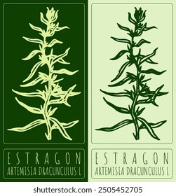 Vektorgrafik ESTRAGON. Handgezeichnete Abbildung. Der lateinische Name ist ARTEMISIA DRACUNCULUS L.
