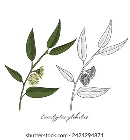 vector drawing eucalyptus, Eucalyptus globulus, southern blue gum , hand drawn illustration