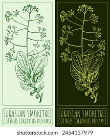 Vektorgrafik zeichnet EURASIAN SMOKETREE. Handgezeichnete Illustration. Das Latin heißt COTINUS CORIARIUS DUHAMEL.
