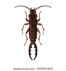 vector drawing European earwig isolated at white background, garden pest, hand drawn illustration