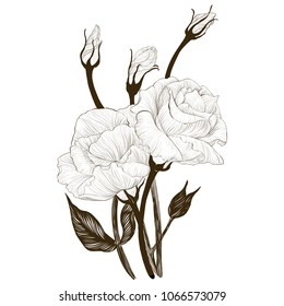 Vector drawing. Eustoma - flowers and buds. Decorative composition - a bouquet of flowers.Wallpaper. Use printed materials, signs, posters, postcards, packaging. 