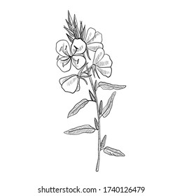 vector drawing evening primrose flower ,Oenothera , hand drawn illustration