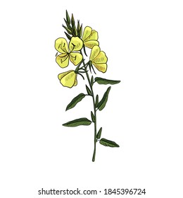 vector drawing evening primrose flower ,Oenothera , hand drawn illustration