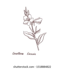 vector drawing evening primrose plant, Oenothera biennis flower, hand drawn illustration