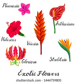 vector drawing exotic tropical flowers isolated at white background, hand drawn illustration