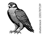Vector drawing of a falcon on a white background