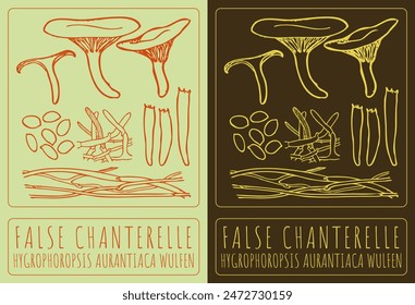 Vector drawing FALSE CHANTERELLE. Hand drawn illustration. The Latin name is HYGROPHOROPSIS AURANTIACA WULFEN.
