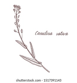 vector drawing false flax plant, Camelina sativa ,hand drawn illustration