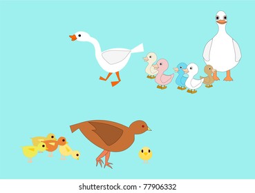 Vector drawing of a family of ducks and ducklings and a family of chickens and chicks.
