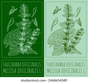 Vector drawing FAUCIBARBA OFFICINALIS. Hand drawn illustration. The Latin name is MELISSA OFFICINALIS L.
