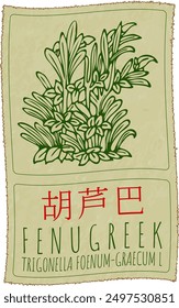 Vektorgrafik von FENUGREEK auf Chinesisch. Handgezeichnete Abbildung. Der lateinische Name ist TRIGONELLA FOENUM-GRAECUM L.
