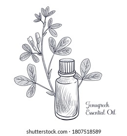 vector drawing fenugreek essential oil, Trigonella foenum-graecum , hand drawn illustration