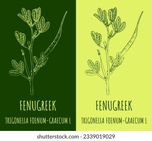 Vector drawing FENUGREEK. Hand drawn illustration. The Latin name is TRIGONELLA FOENUM-GRAECUM L
