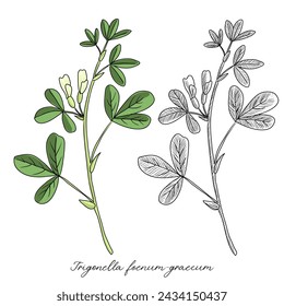 vector drawing fenugreek, Trigonella foenum-graecum, hand drawn illustration of medicinal plant
