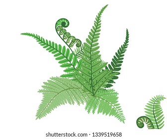 Vector drawing with fern and branch of it