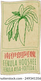 Vector drawing FERULA HOOSHEE  in Chinese. Hand drawn illustration. The Latin name is FERULA ASSA-FOETIDA L.
