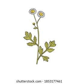 vector drawing feverfew, Tanacetum parthenium, , hand drawn illustration of medicinal plant