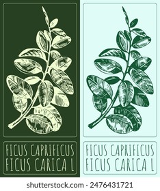 Vector drawing FICUS CAPRIFICUS. Hand drawn illustration. The Latin name is CICHORIUM FICUS CARICA L.
