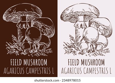 Vector drawing FIELD MUSHROOM . Hand drawn illustration. The Latin name is AGARICUS CAMPESTRIS  L.
