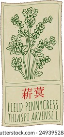Vector drawing FIELD PENNYCRESS in Chinese. Hand drawn illustration. Latin name is THLASPI ARVENSE L.
