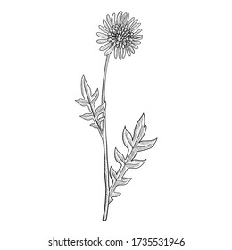 vector drawing field scabious ,Knautia arvensis , hand drawn illustration