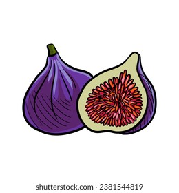 vector drawing figs, fruits isolated at white background, hand drawn illustration