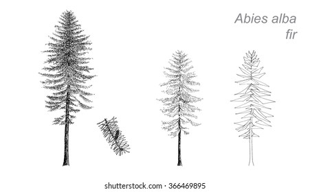 vector drawing of fir (Abies alba) with detail