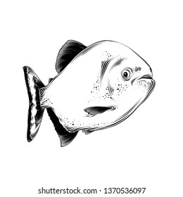 Vector Drawing Fish Black Color Isolated Stock Vector (Royalty Free ...