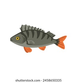 Vector drawing fish, European perch isolated at white background, hand drawn vector illustration