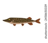 Vector drawing fish, northern pike , isolated at white background, hand drawn vector illustration